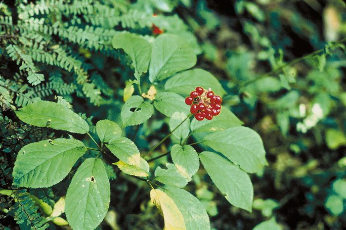 TINTURE MADRI - GINSENG TM